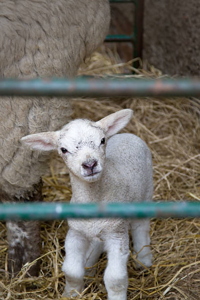 little lamb - livestock rural scene newborn animal ewe fotografías e imágenes de stock