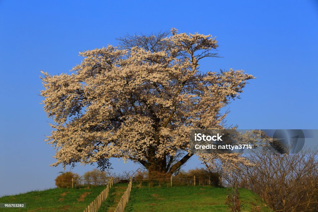 One Cherry Tree Blue Sky And One Cherry Tree Stock Photo - Download Image Now - Beauty ...