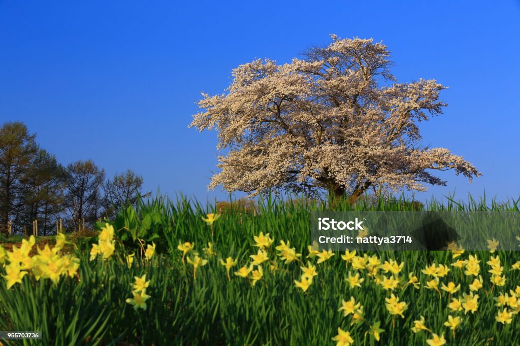 One Cherry Tree Blue Sky And One Cherry Tree Stock Photo - Download Image Now - Beauty ...