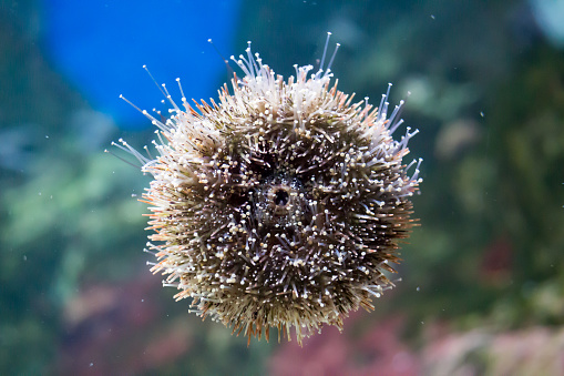 Urchin macro photography сlose up. In the water.