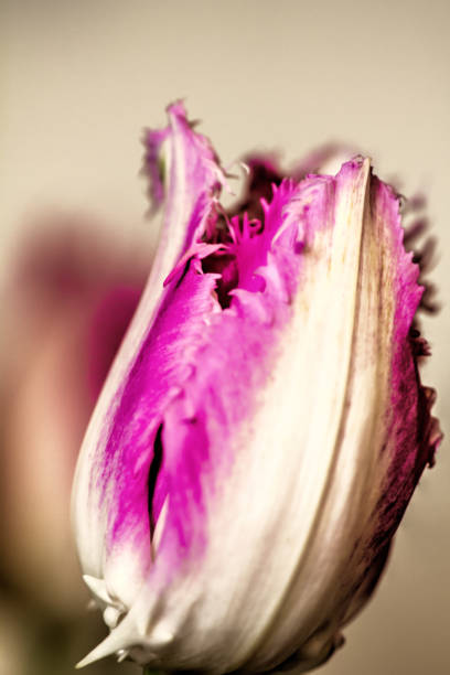 istock Decorative tulip. Cultivated flower. 955703822