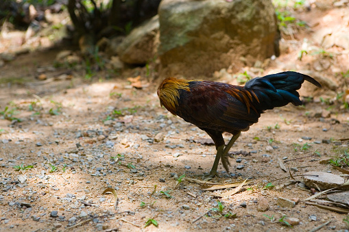 Beautiful young rooster headless. The nature of Thailand.