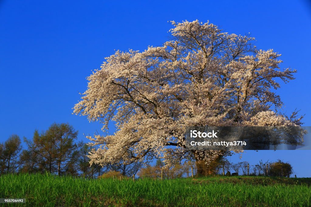One Cherry Tree Blue Sky And One Cherry Tree Stock Photo - Download Image Now - Beauty ...