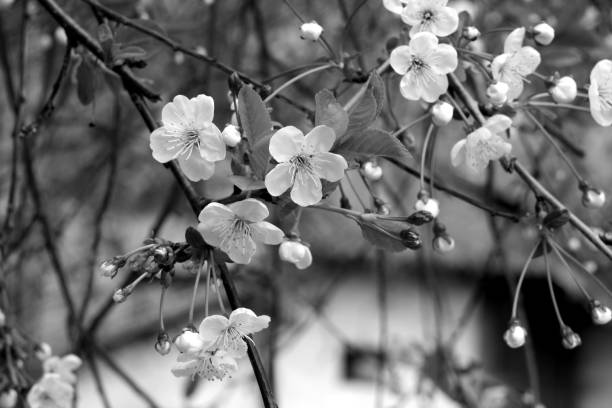 istock Cherry tree in blossom with bokeh in black and white 955706676