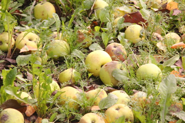 istock Apples on the earth. Autumn garden. 955707502