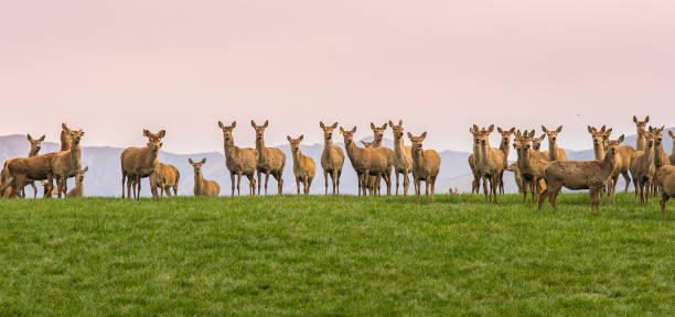 group of wild reindeer standing on hill stock photo