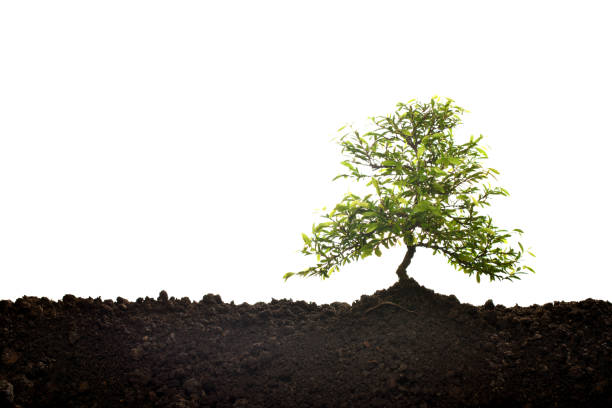 istock Small tree growing out from soil isolated on white background 955707684