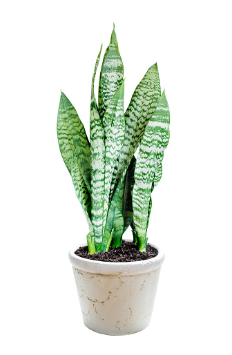 House plant Sansevieria in ceramic flowerpot isolated on a white background