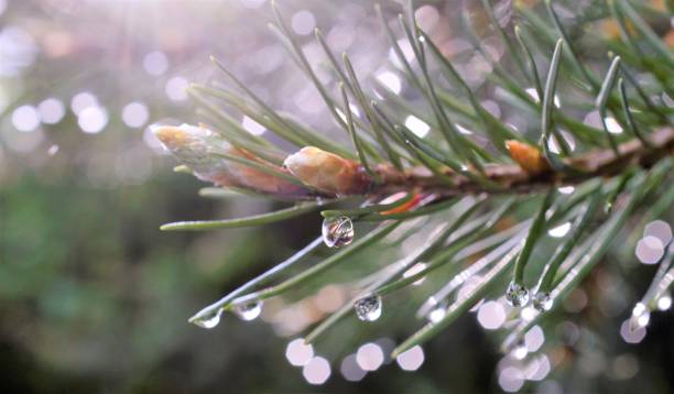 istock Branch of a coniferous tree with drops of water. 955716334