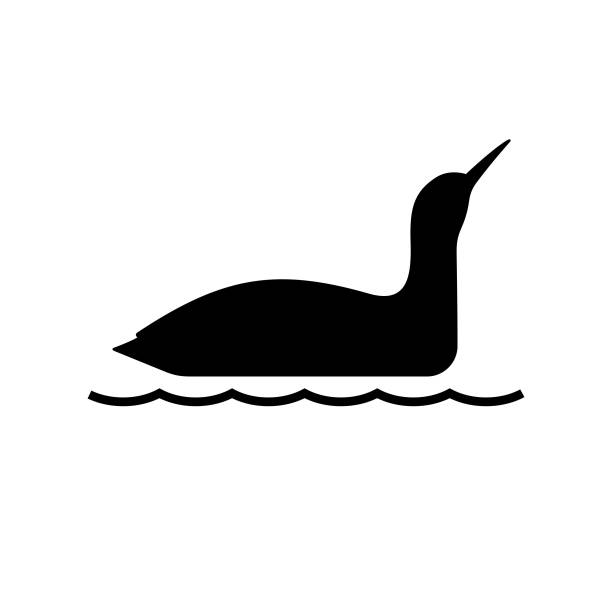 illustrations, cliparts, dessins animés et icônes de icône anseriformes huard (plongeur) - lac waterfowl