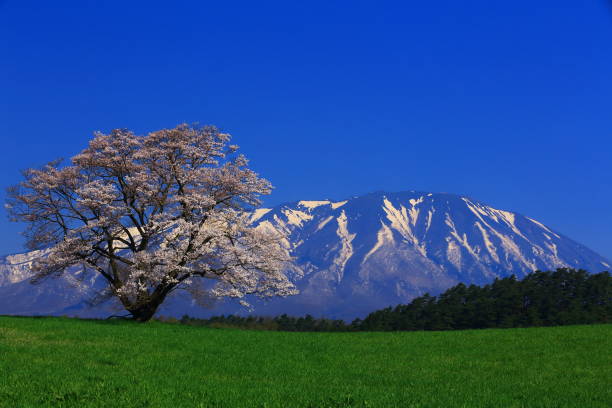 istock Mt. Iwate and Ikura cherry tree 955718730