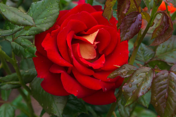 istock Red rose with raindrops after the storm 955719122