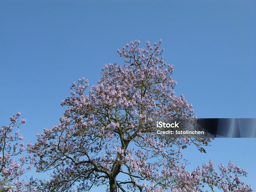 Empress zita of austria-Paulownia tomentosa - Lizenzfrei Blauglockenbaum Stock-Foto