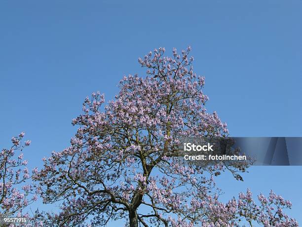 Empress Zita Of Austriapaulownia Tomentosa Stockfoto und mehr Bilder von Blauglockenbaum - Blauglockenbaum, Baum, Blau