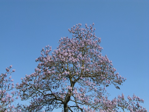 Blauglockenbaum - Paulownia tomentosa