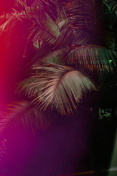 istock Dark green palm leaves pattern in purple light 955719338