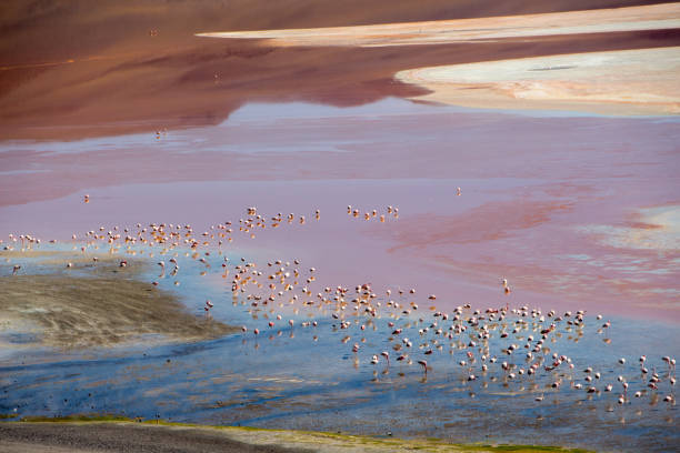istock Flamingo Laguna Colorada 955720008
