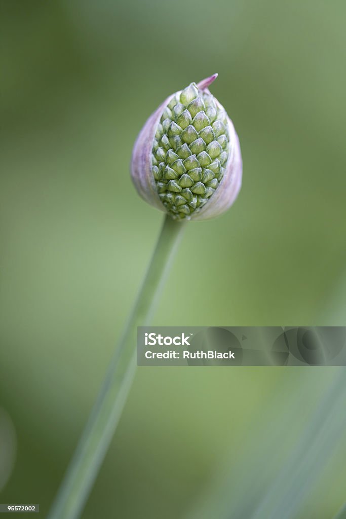 드럼채 Allium bud - 로열티 프리 0명 스톡 사진