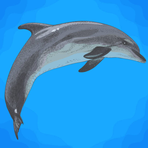 Vector antique engraving illustration of dolphin in retro style