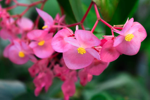 Pink Flowers with yellow accents
