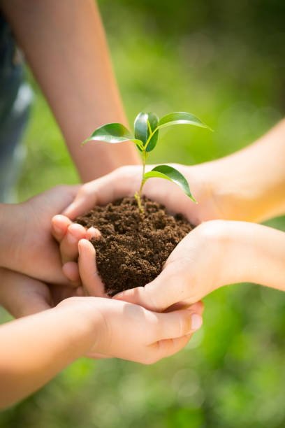 istock Children holding young plant in hands 955722868