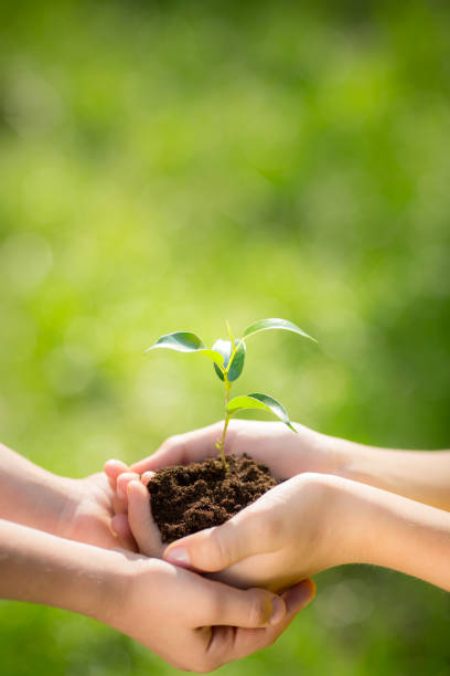istock Children holding young plant in hands 955722878