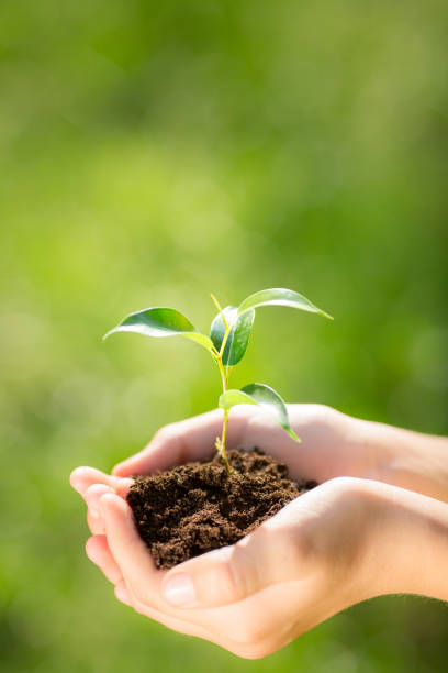 Child holding young plant in hands stock photo