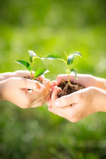istock Children holding young plant in hands 955722884