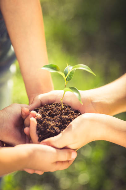 istock Children holding young plant in hands 955722890