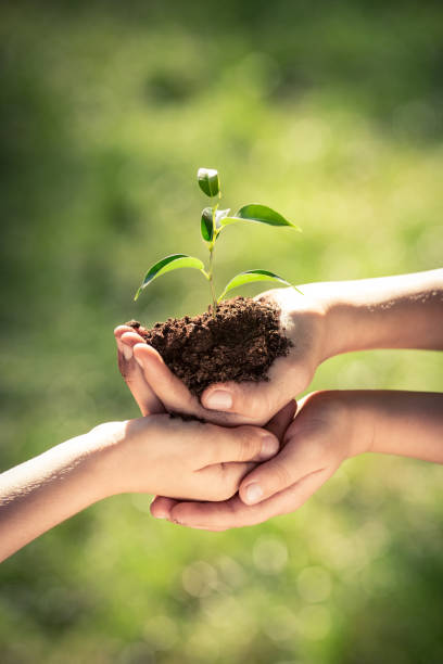 istock Children holding young plant in hands 955722904