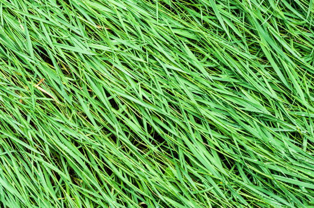 istock Background of a green grass. 955723218