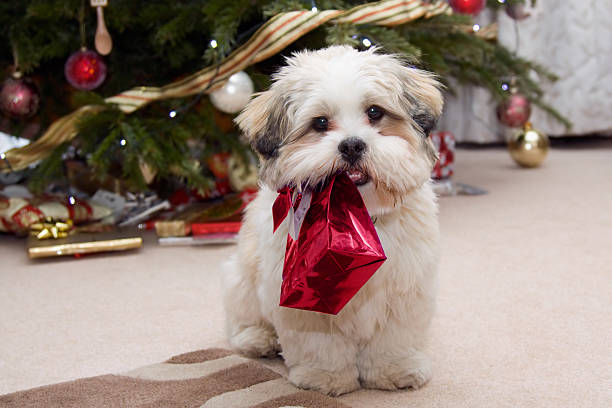 Lhasa apso puppy at Christmas stock photo