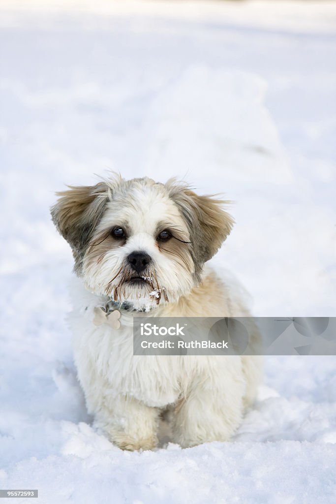 Lhasa apso Welpen in den Schnee - Lizenzfrei Auf dem Boden sitzen Stock-Foto