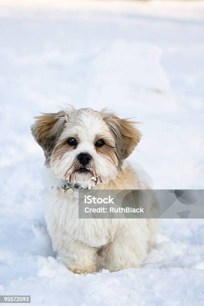 Lhasa Apso Welpen In Den Schnee Stockfoto und mehr Bilder von Auf dem Boden sitzen - Auf dem Boden sitzen, Behaart, Einzelnes Tier