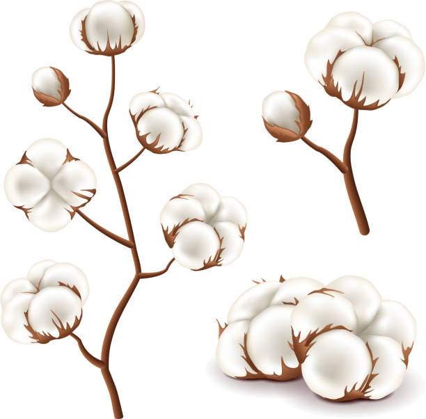 목화 꽃 벡터 세트 - cotton plant dry branch stock illustrations