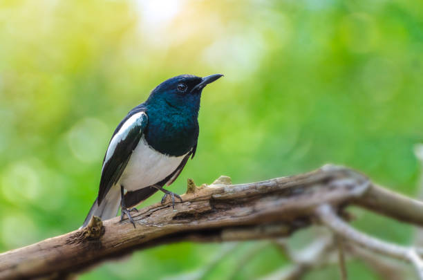 Bird Black and white Oriental magpie robin Birds fly Blurry background, natural green