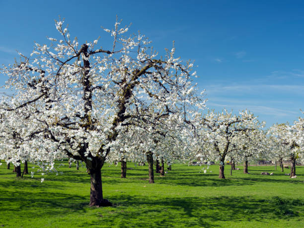 istock cherry orchard in full bloom under blue spring sky with green grass in holland 955732748