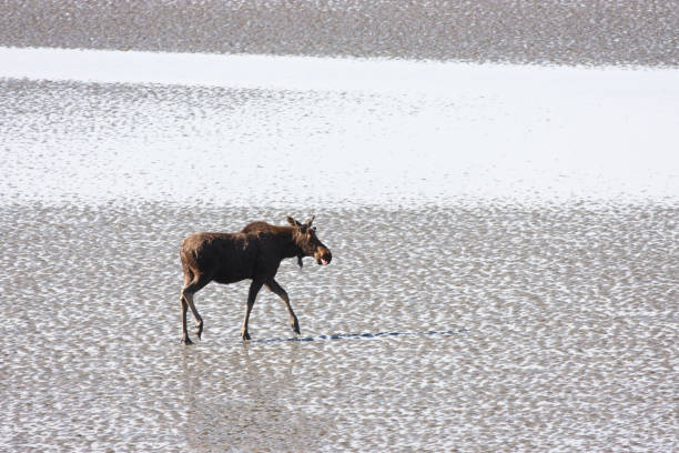 A young male moose Alces alces walks across tidal flats at low tide, very displaced from its natural forest comfort zone.  Two basic image colors in play - single brown moose against sand-colored tidal flats with many grayish puddles as the backdrop, no other objects in frame.  Moose is lower left third position, profile view, mid-distance.