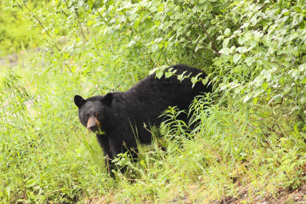 istock American Black Bear Ursus americanus Chewing 955736902