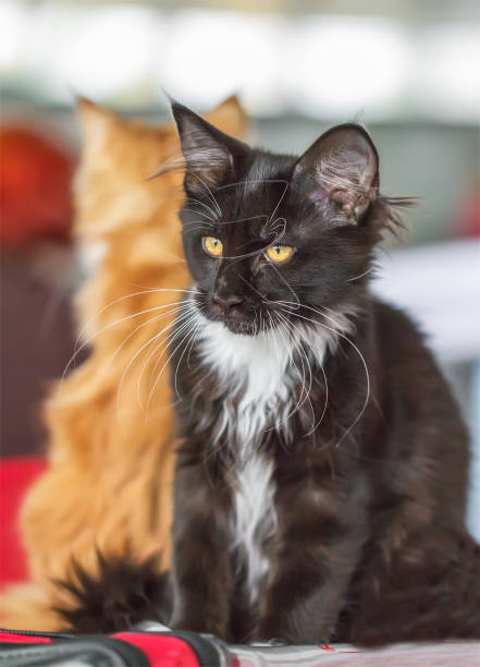 istock Beautiful black Maine Coon cat. 955737114