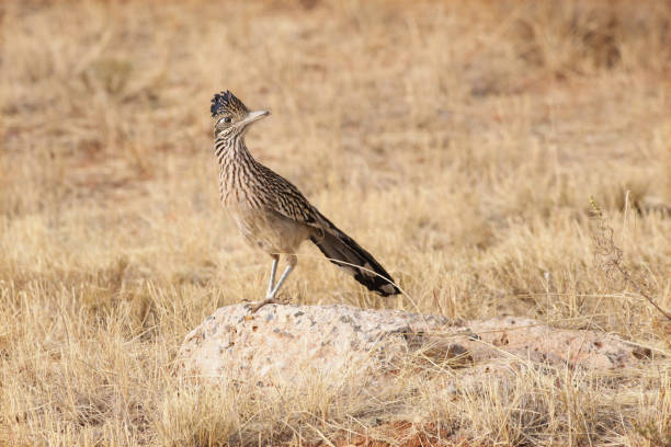 istock Greater Roadrunner Geococcyx californianus Bird Perching 955737138