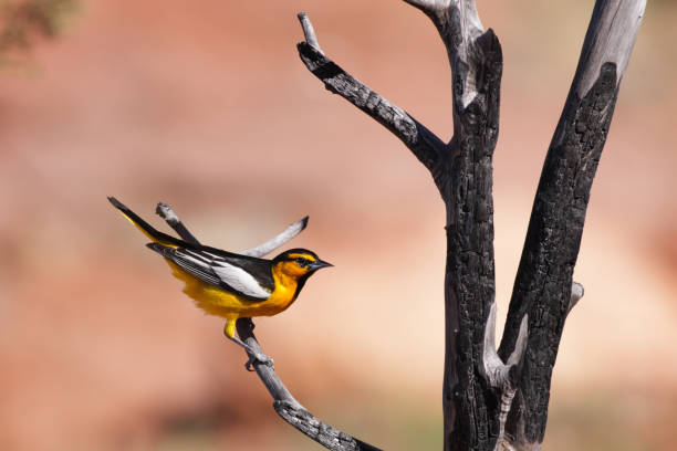 bullocks oriole icterus bullockii passerine bird male - cowbird foto e immagini stock