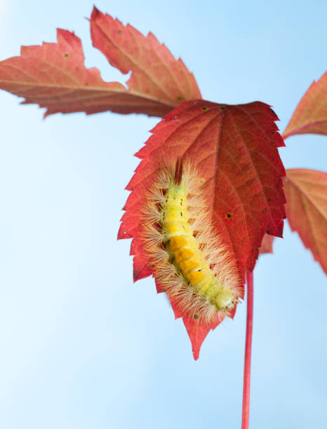 caterpillar klim naar beneden op de rode blad - rups van de meriansborstel stockfoto's en -beelden