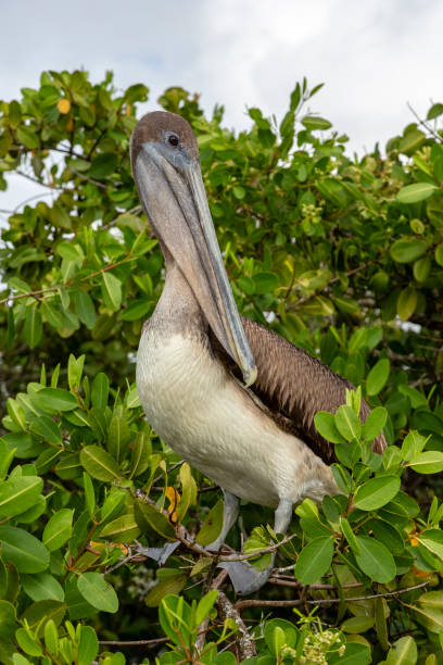 istock Brown Pelican (Pelecanus occidentalis) in Galapagos Islands, Ecuador 955741838