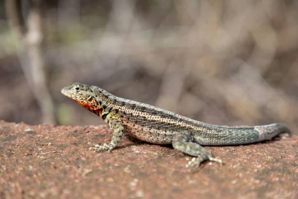 istock Galapagos Lava Lizard (Microlophus albemarlensis) in Galapagos Islands, Ecuador 955741852