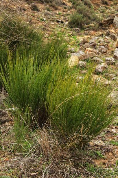 istock Equisetum Arvense plant texture 955745278