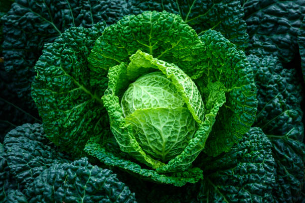 istock close-up green cabbage in the vegetable garden 955747558