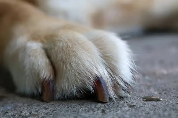 Photo of Dog foot on the floor