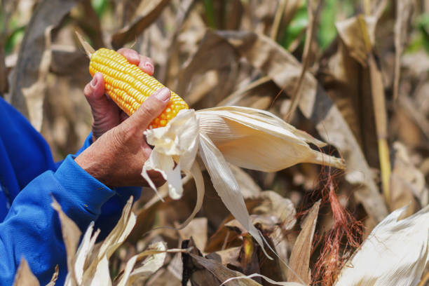 istock hand opening ripe corn on stalk in field 955748556