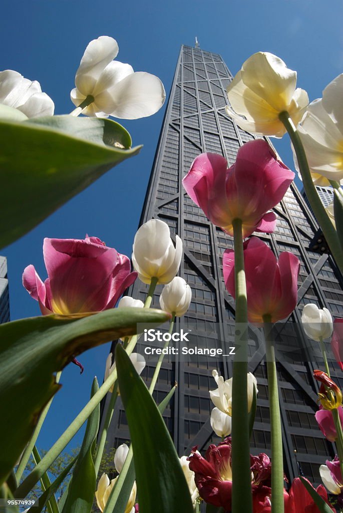 Túlipas na avenue. - Royalty-free Chicago - Illinois Foto de stock